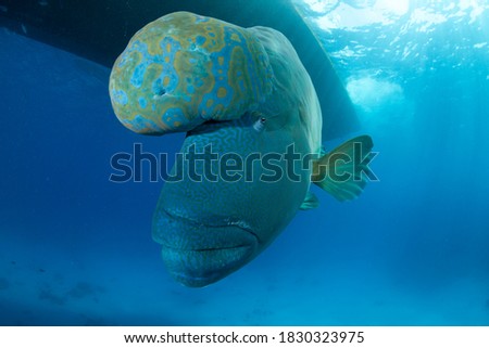 friendly napoleon wrasse with tumour in the head