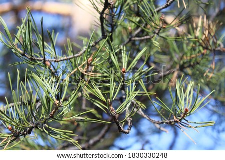 fir-needle close-up Background photograph evergreen coniferous pine tree branches 