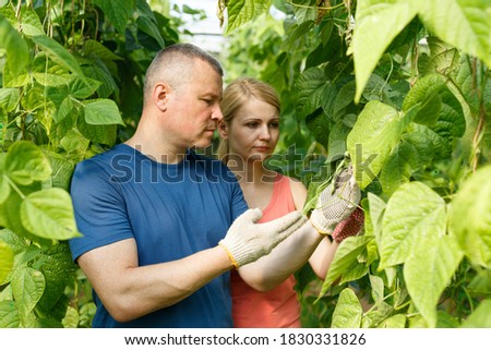 Portrait of confident farmers engaged in cultivation of organic green beans in greenhouse..