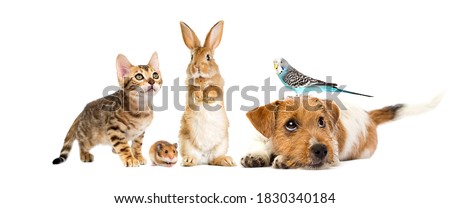 puppy and kitten and parrot and rabbit and hamster on a white background Royalty-Free Stock Photo #1830340184