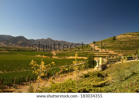 View from the Santa Cruz vineyard in Santa Cruz valley Chile Royalty-Free Stock Photo #183034355