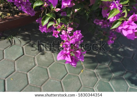 close up of the purple bougainvillea flower