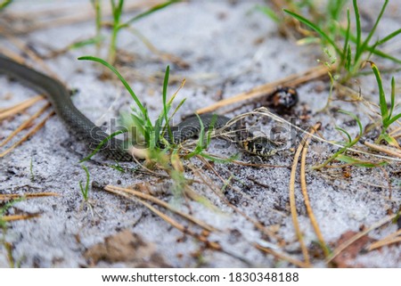 A small grass snake Natrix crawls in the forest on the forest sandy soil close-up. Horizontal orientation. High quality photo
