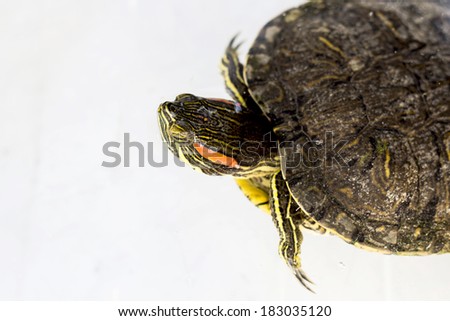 Turtle terrapin on water