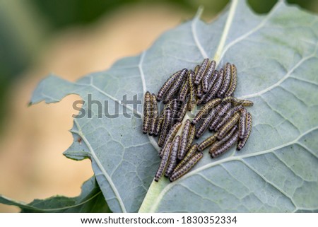 caterpillars on cabbage close-up, selective focus tinted image, pests on cabbage eat the crop, insect invasion.