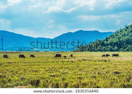 Water Buffalo Standing graze rice grass field meadow sun, forested mountains background, clear sky. Landscape scenery, beauty of nature animals concept late summer early autumn day