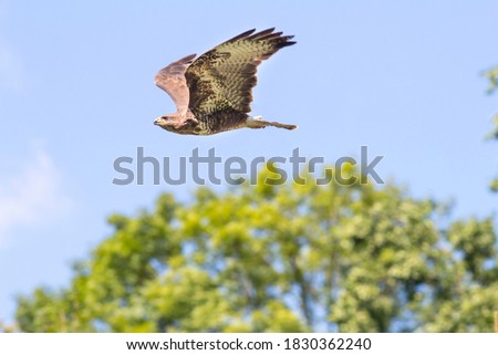 wild common buzzard (Buteo buteo) in the nature
