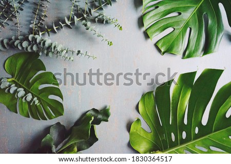 Green background with fresh green plants Monstera deliciosa, Eucalyptus, Staghorn Fern or Platycerium bifurcatum. (top view, flat lay, selective focus, space for text)