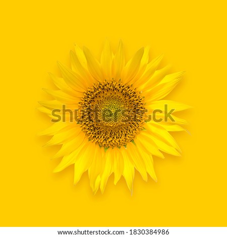 Beautiful big sunflower flower on a yellow background.