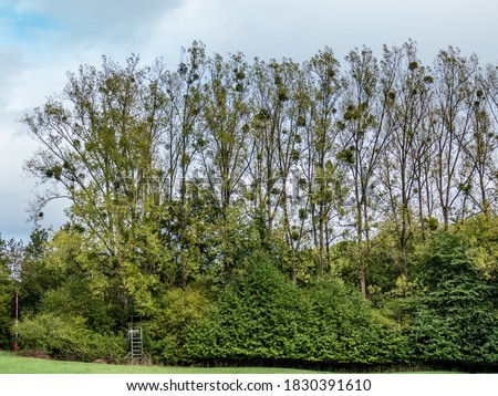 Mistletoe on poplar trees in late summer