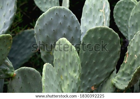 Large cactus in a Mediterranean garden. Selective focus.