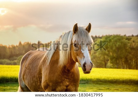 Horse in the golden light. Stetice, Czechia, spring 2018 Royalty-Free Stock Photo #1830417995
