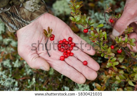 A hand with few tiny red bearberries (Arctostaphylos uva-ursi). Uva-ursi berries in a hand. Royalty-Free Stock Photo #1830421031