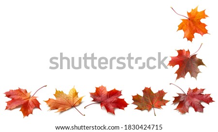 Autumn orange  leaves falling down Isolated on white background