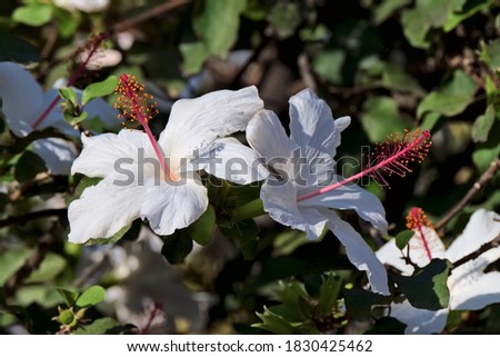 Italy, Sicily, countryside, white Hibiscus flowers in a garden