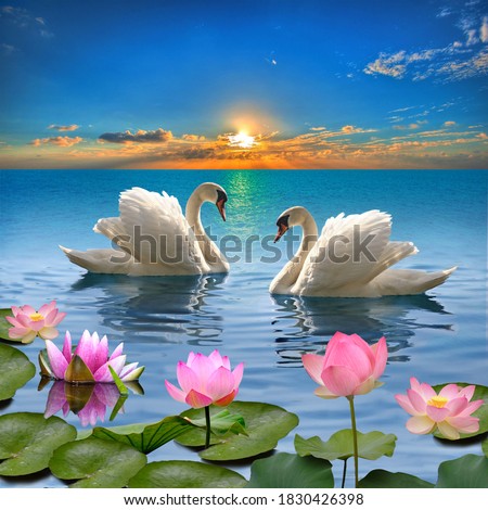 swan are swimming in the water,sun light reflect like that sunset with lotus ,lily flower Royalty-Free Stock Photo #1830426398