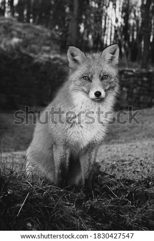 This is a Fox picture with Beautiful monochrome photos taken of the outdoors and nature