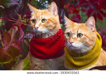Two identical, twin red cats in a scarf, in the rays of the sun on a background of red leaves. Outdoors and outside.