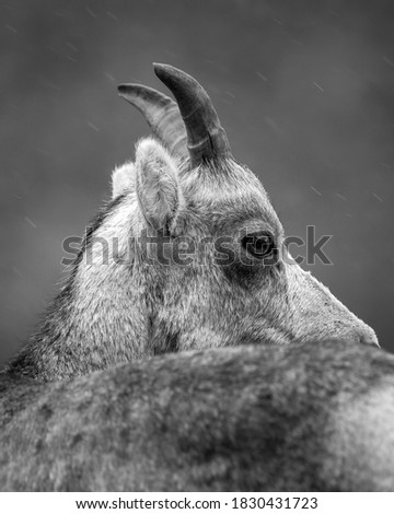 Animal picture with Beautiful monochrome photos taken of the outdoors and nature