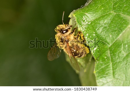 Macro photograph of an isolated honey bee covered in courgette flower pollen on natural background.