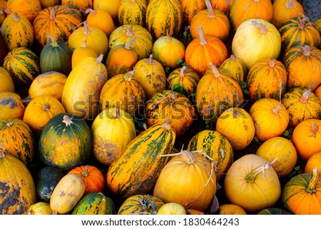 A pile of fresh orange, green, red pumpkins is placed on the ground. A festival concept. Pumpkins background. Halloween, Thanksgiving day or seasonal background. Selective focus.