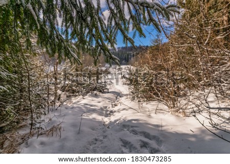 Framed view through branches at a snow covered path - winter landscape in a authentic kind.