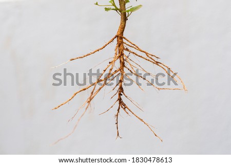 Taproot system of a plant against white background