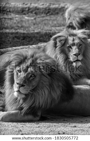 Photo of lions with black and white color style