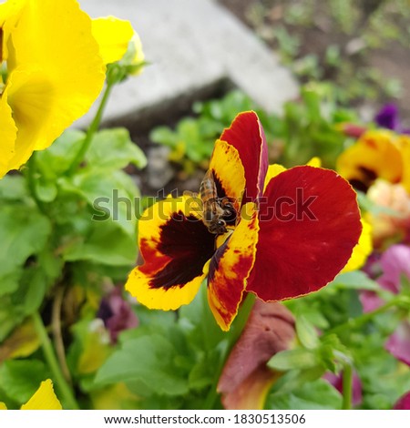 Bee on the garden pansy, Brazil