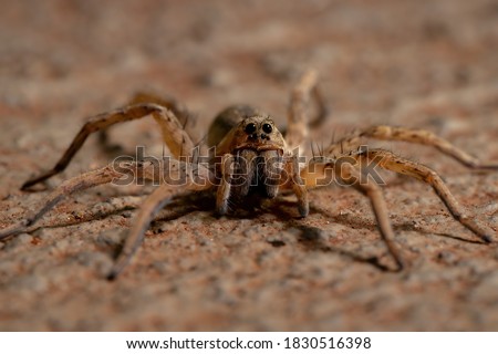 Wolf Spider of the Family Lycosidae