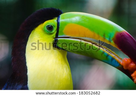 Keel-Billed Toucan with fruit
