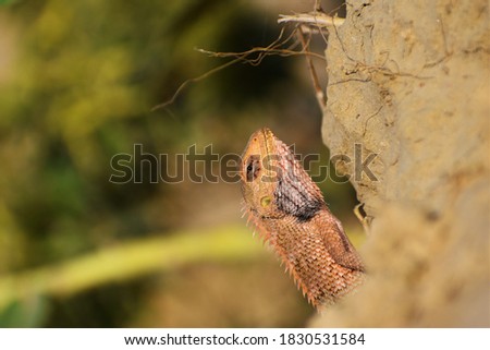 The oriental garden lizard, eastern garden lizard, bloodsucker or changeable lizard (Calotes versicolor) is an agamid lizard found widely distributed in indo-Malaya.