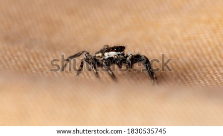 Gray Wall Jumping Spider of the species Menemerus bivittatus