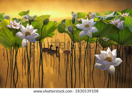 Beautiful white lotus flower and two ducks in lake.