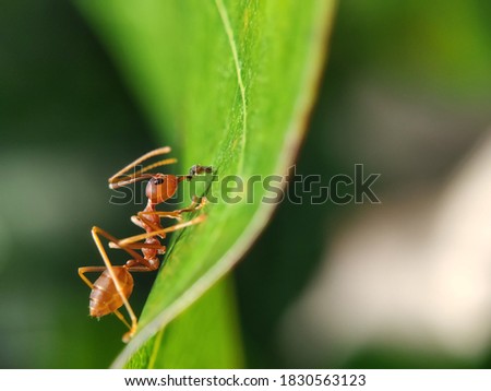 Fire ant eating small fly on top of leaf.