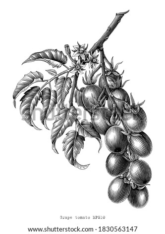 Grape tomato branch vintage engraving illustration black and white clip art isolated on white background