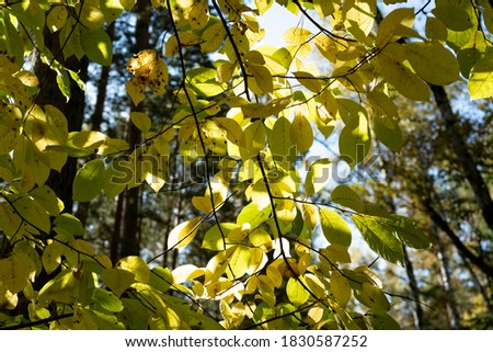 Abstraction of yellow leaves. Autumn texture for background.