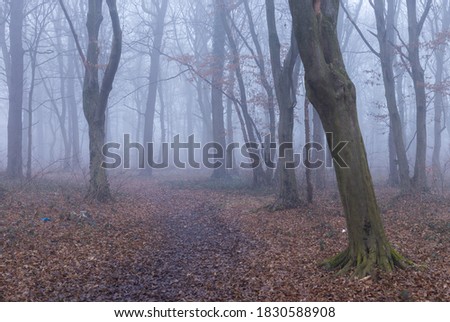 Foggy local forest near Zagreb. Fog in woods with brown leaves. Tall trees in a foggy morning. 