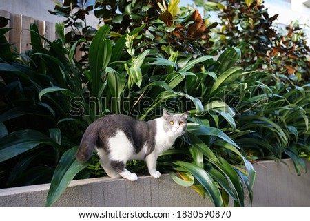 British shorthair cat in the garden