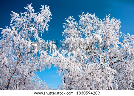 Top of trees covered with snow against a blue sky
