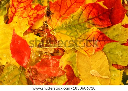 autumn rain on fallen colorful leaves