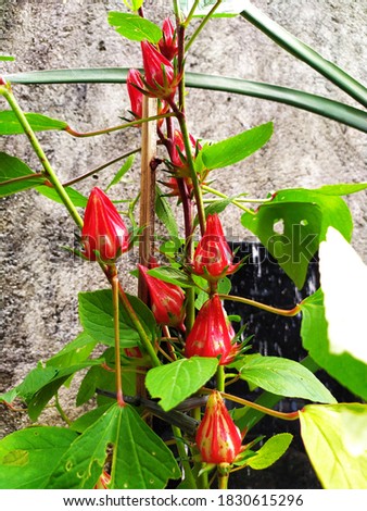 Rosella flower plant (Hibiscus sabdariffa) is red