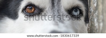 Close up Siberian husky dog portrait with 2 colors eyes of blue and brown.