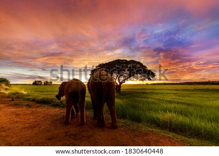 Elephants family walking nearly big trees and green rice field with beautiful twilight sun sky in morning.