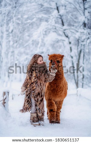 A beautiful girl in a fur coat walks with an alpaca in a snowy forest. Child girl holds and looks at her with a smile. Selective focus photo