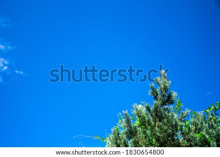 Image of blue sky and top of conifer tree.