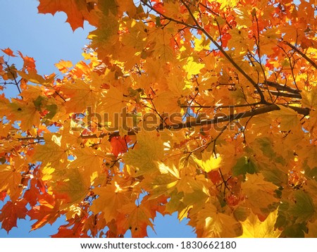 photo of maple yellow autumn leaves on a branch