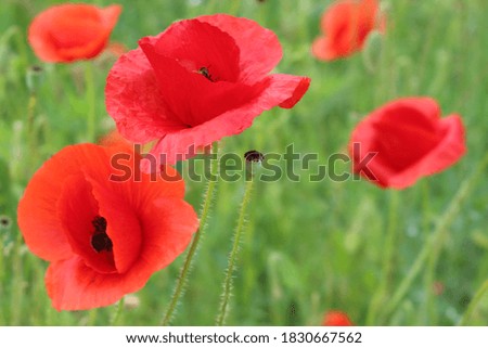 Red poppies blooming in the summer meadow