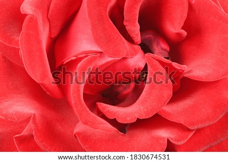 Red rose petals close-up. Red Rose. High resolution photo. Full depth of field.