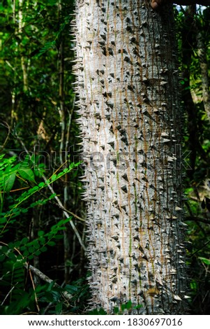 Closeup of sandbox tree in the forrest in cuba which is a tree with spikes